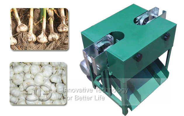 Garlic Root Cutting Machine|Garlic Root Flat Cutter